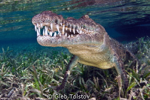Salt water crocodile by Gleb Tolstov 